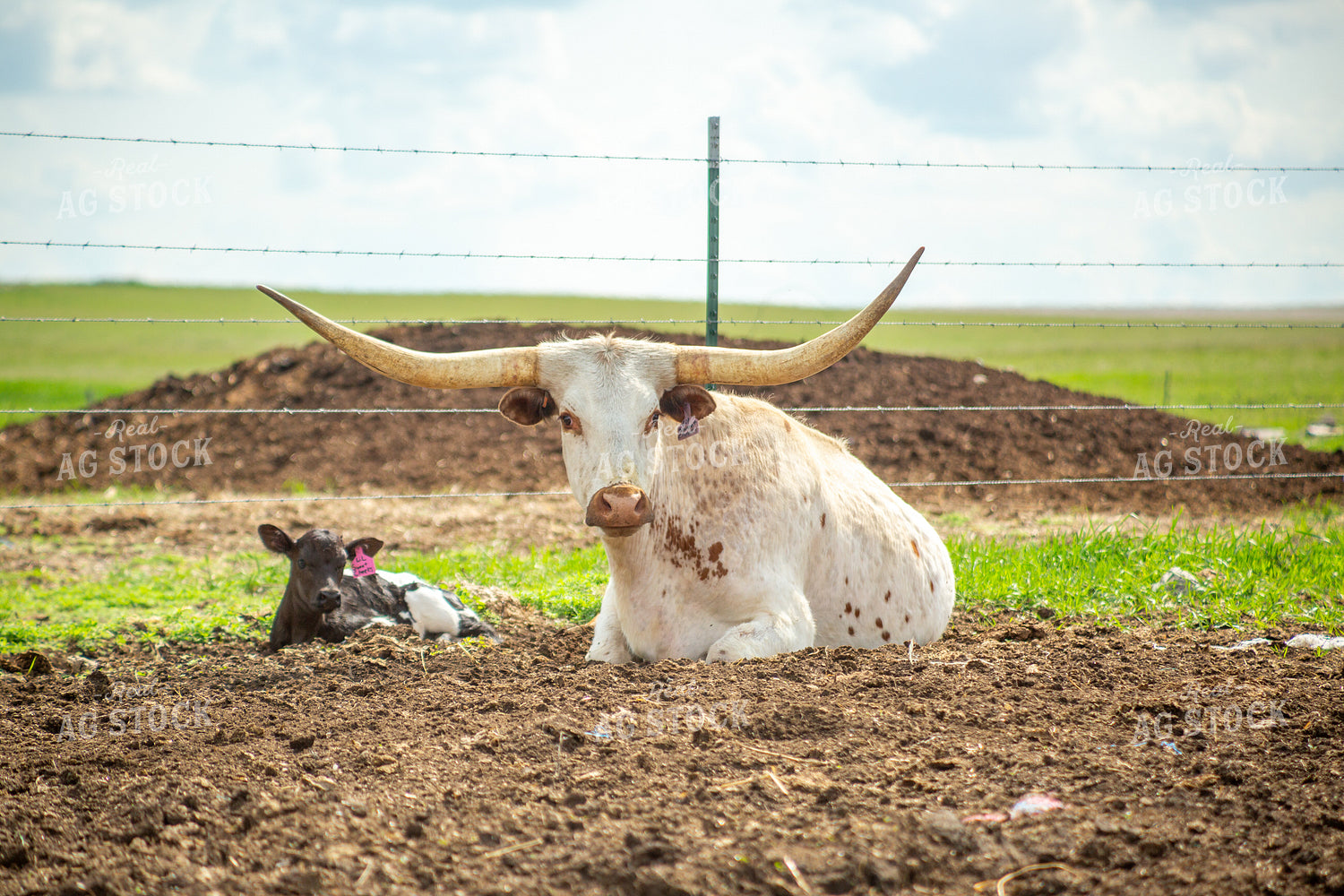 Longhorn Cow Calf Pair 155490