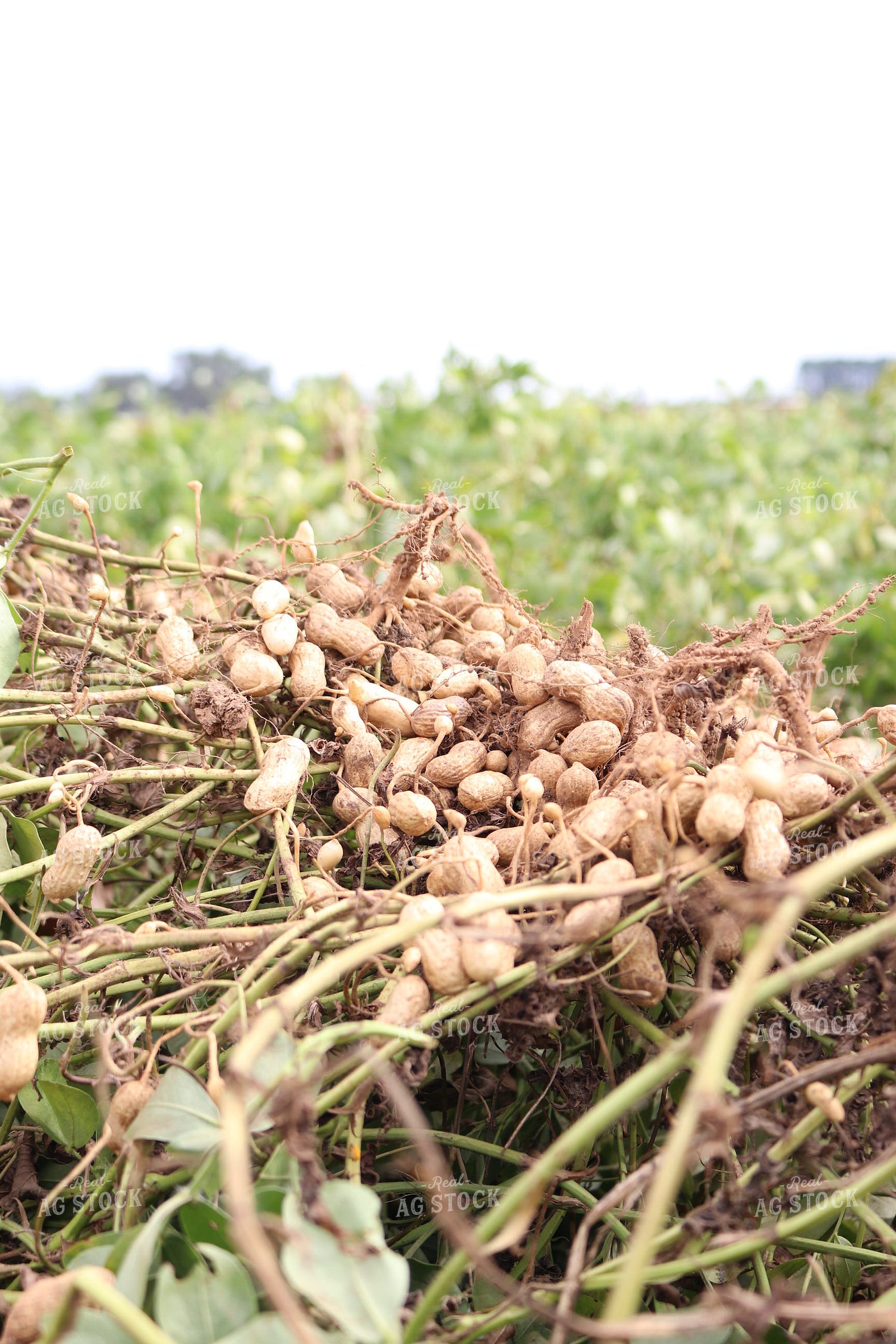 Peanut Plant 256019