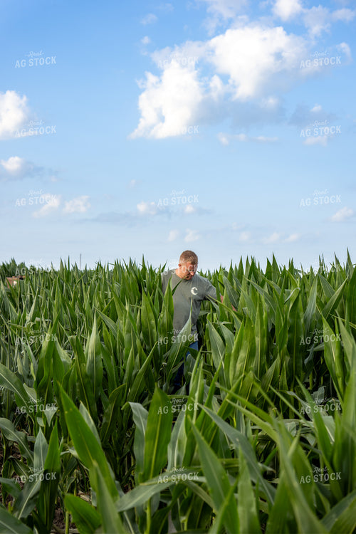 Farmer Checking Corn Field 65869