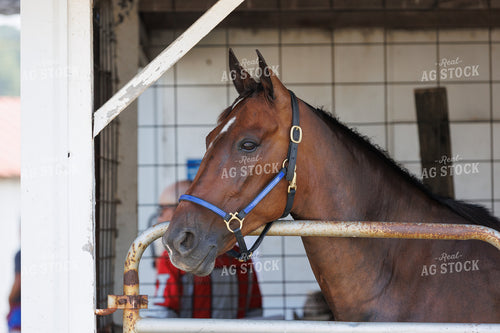 Horse 52937