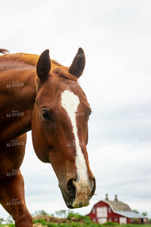 Horse 155239