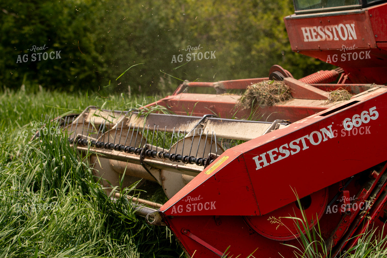 Harvesting Wheat for Baleage 157330