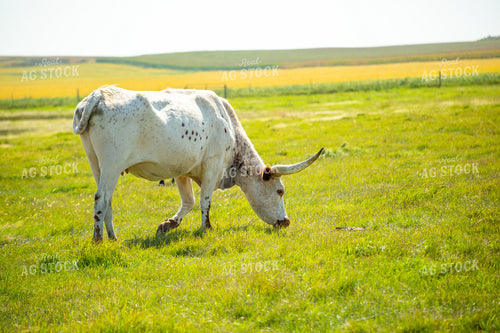 Longhorn Cow 155489