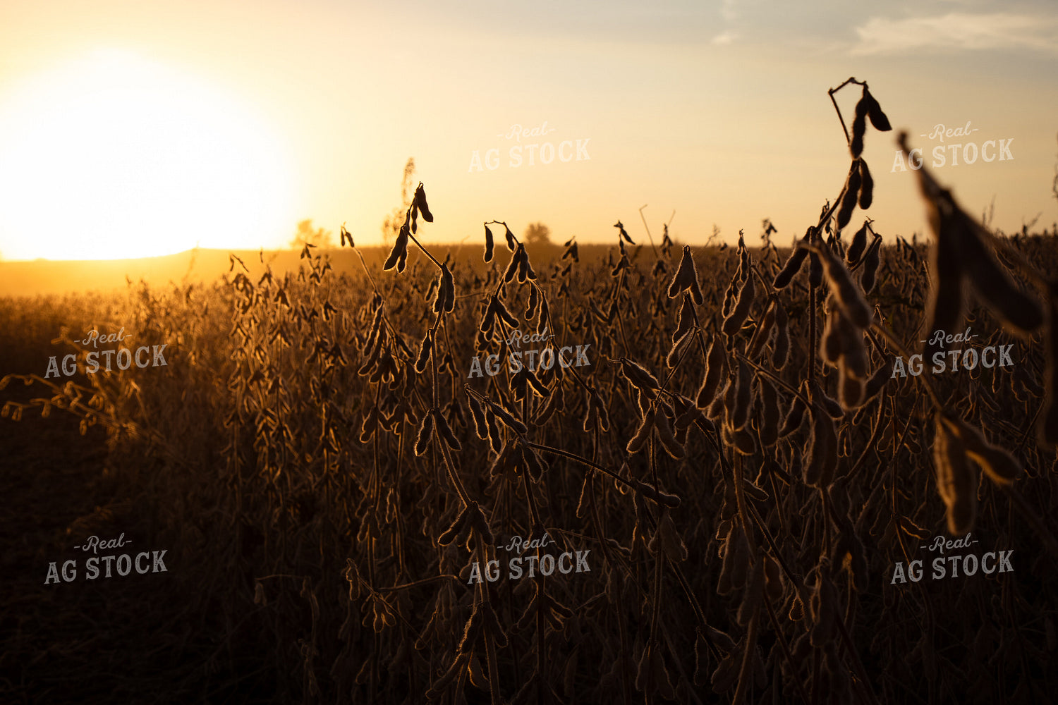 Dried Soybeans 67957