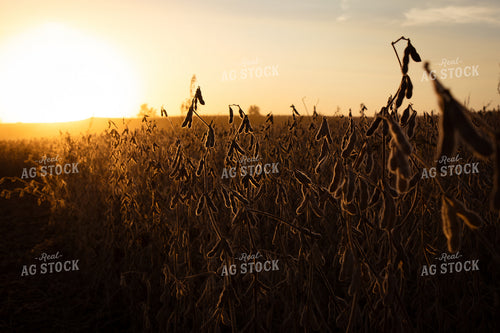 Dried Soybeans 67957