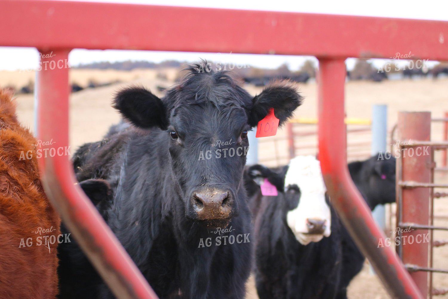 Cattle in Feedlot 82471