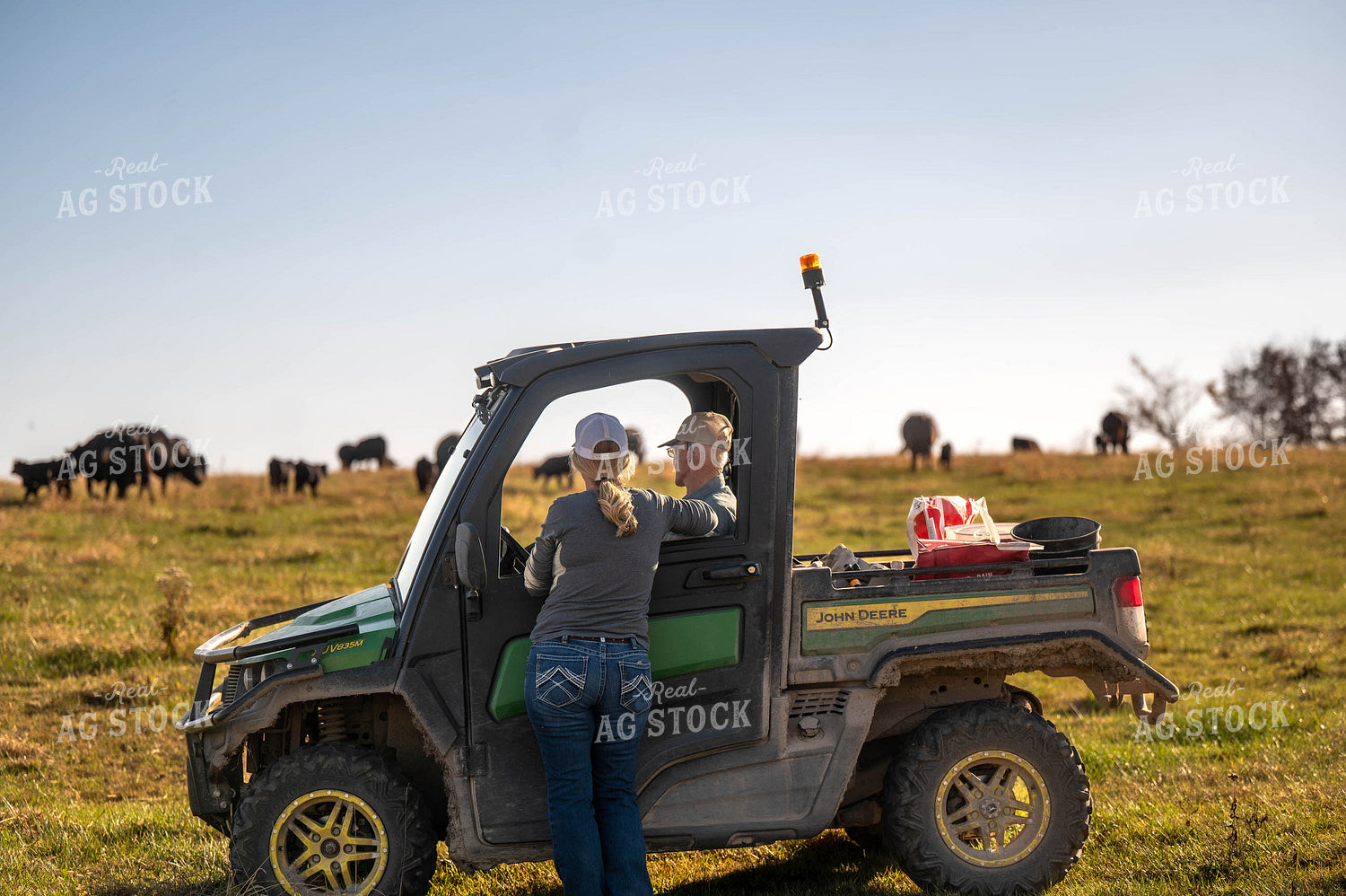 Farmers Moving Cattle with Side by Side 115464