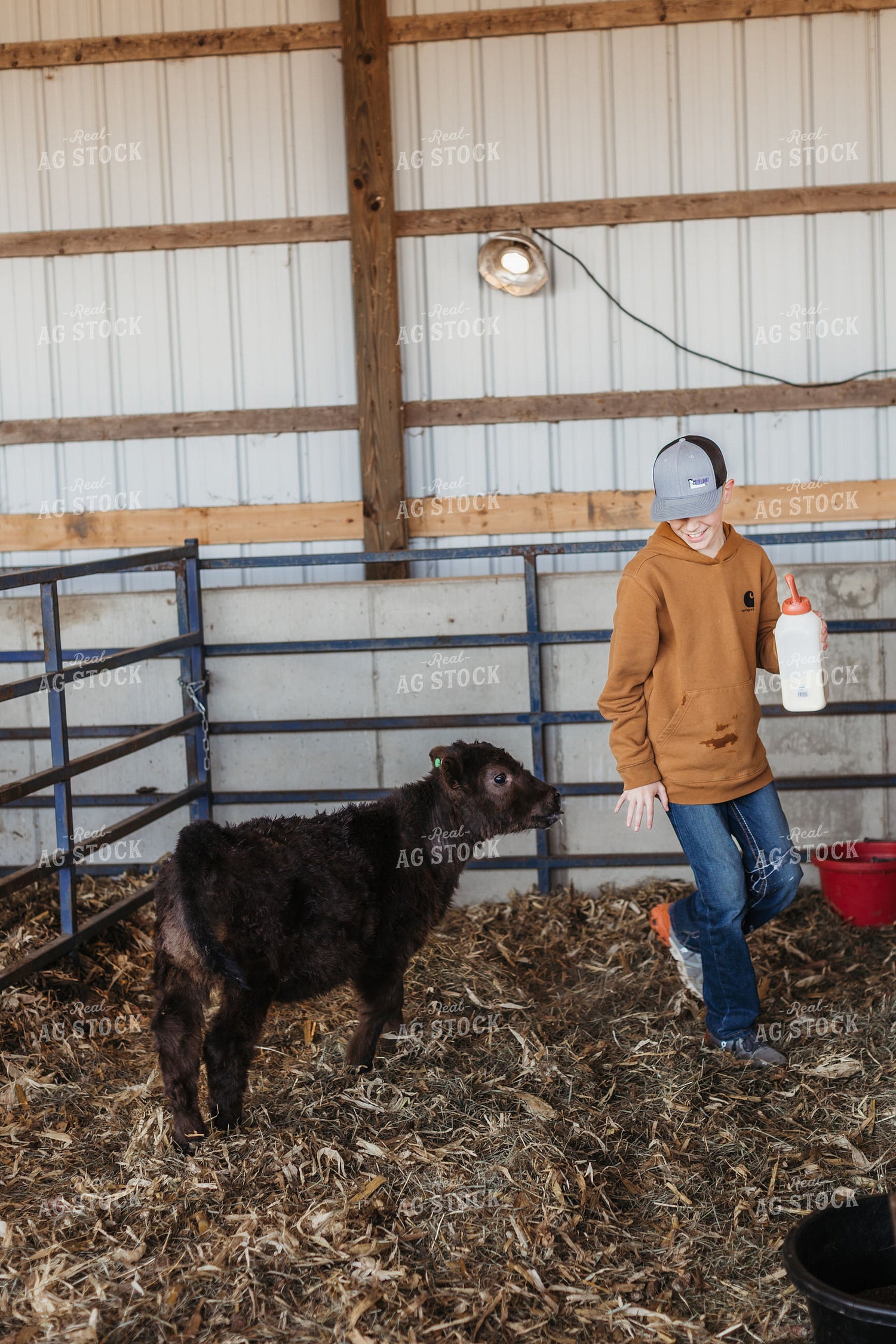 Farm Kid Bottle Feeding Calf 174043