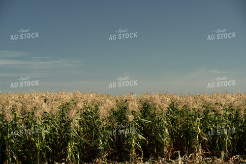 Sweet Corn Field 76653