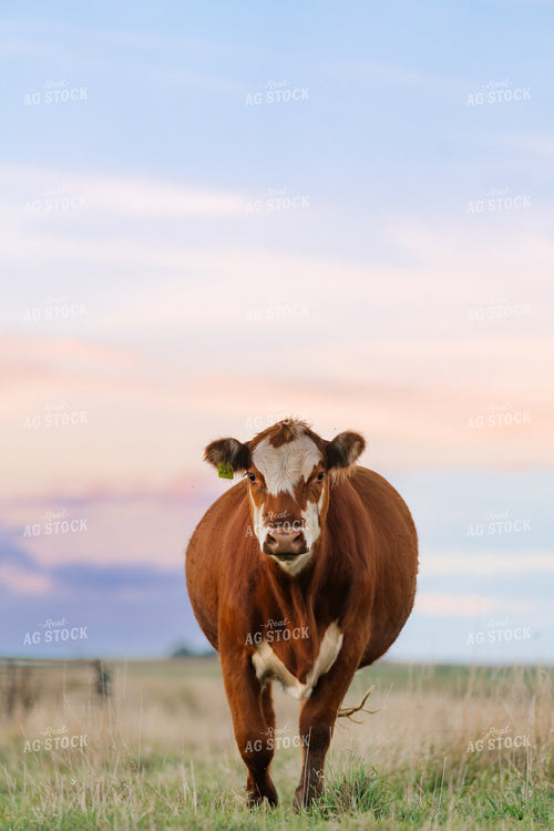 Cattle on Pasture 68338