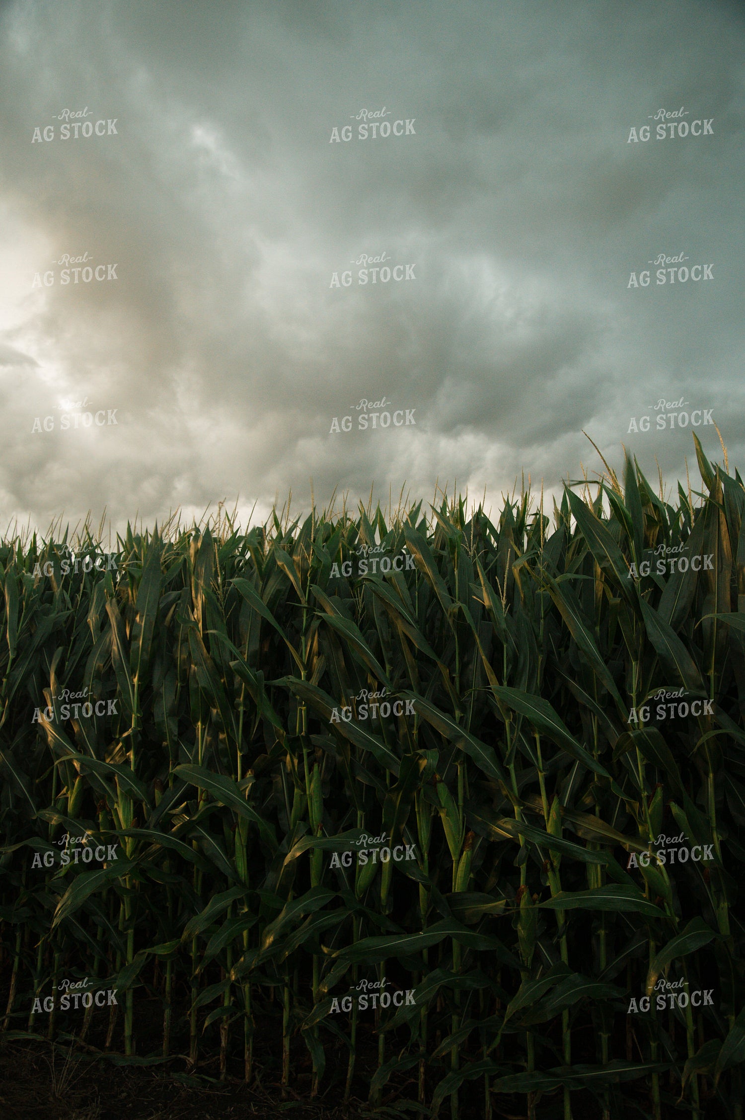 Corn Field 25974