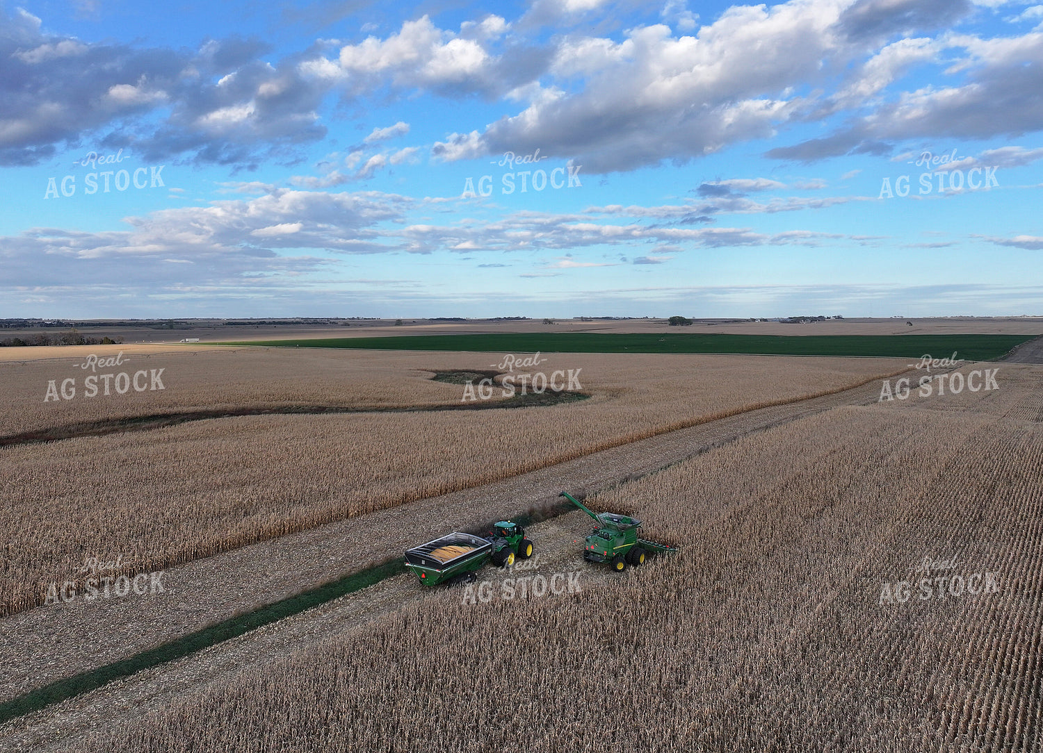 Corn Harvest 141493