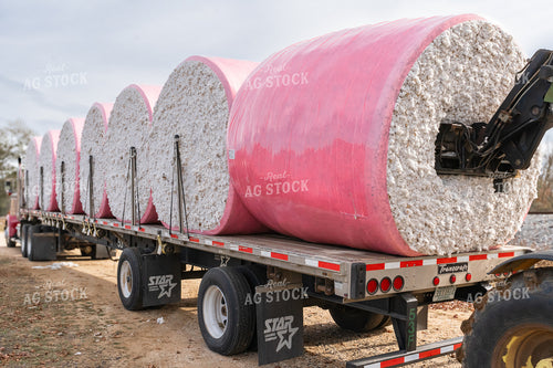 Cotton Harvest 128055