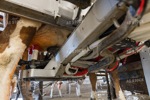 Robotic Milking Unit in Use 270201