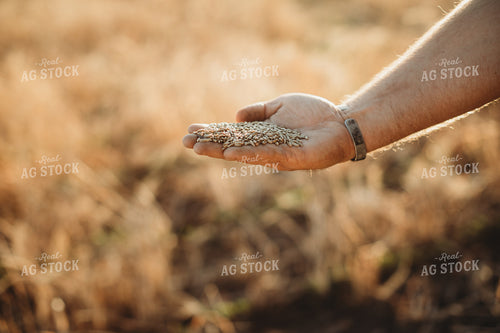 Farmer Agronomist Holding Rye Seed in Hand 5865
