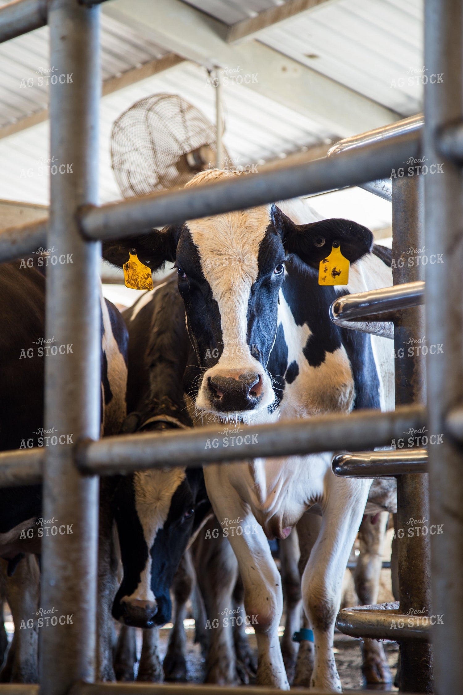 Holstein Cow 276005
