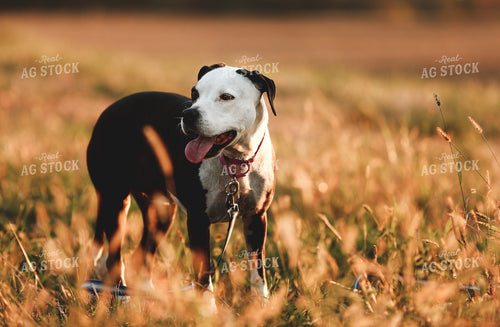 Dog in Field 129009