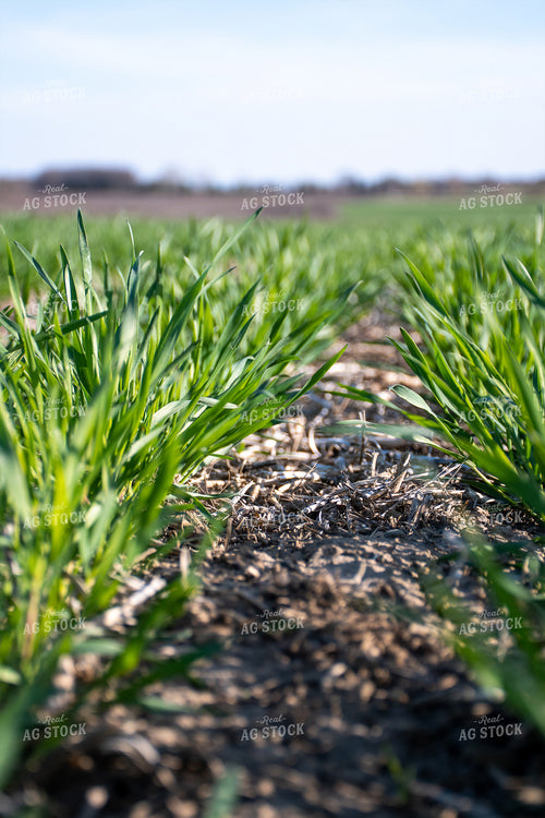 Green Wheat Field 50114