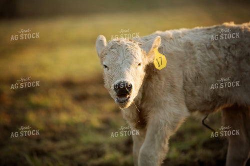 Calf - Charolais and Angus Cross 2273