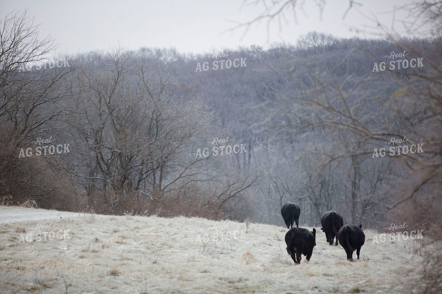 Cattle 1654