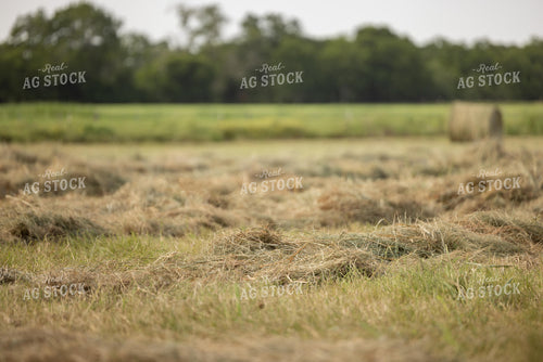 Cut Hay 143022