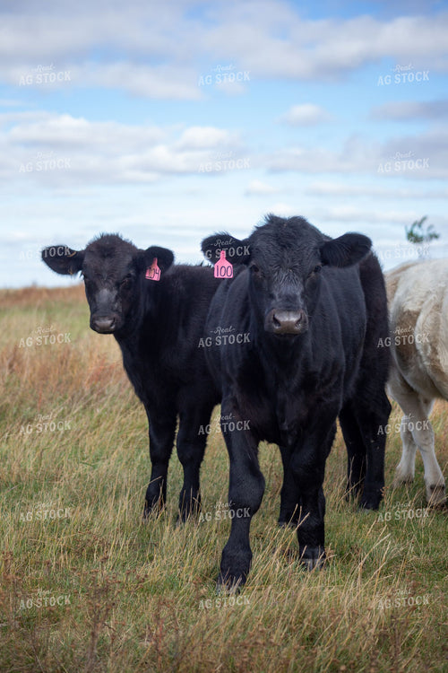 Black Angus Calves with Pink Ear Tags on Fall Pasture 406125