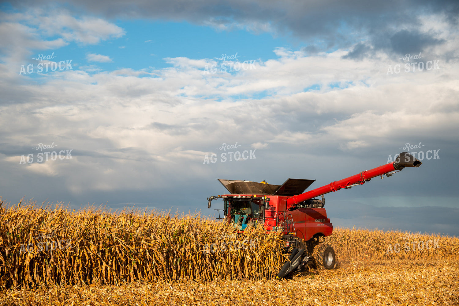 Combine Harvesting Corn 25564