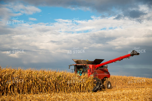 Combine Harvesting Corn 25564