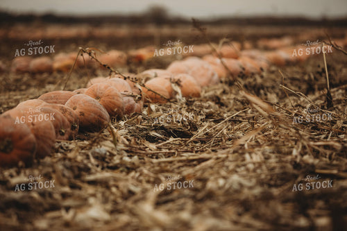Food Pumpkins 3537