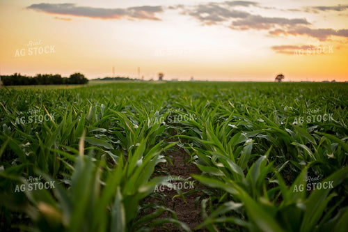 Mid-Season Corn 93024