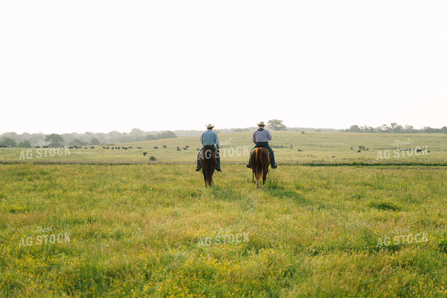 Ranchers Herding Angus Cattle on Horseback 125110