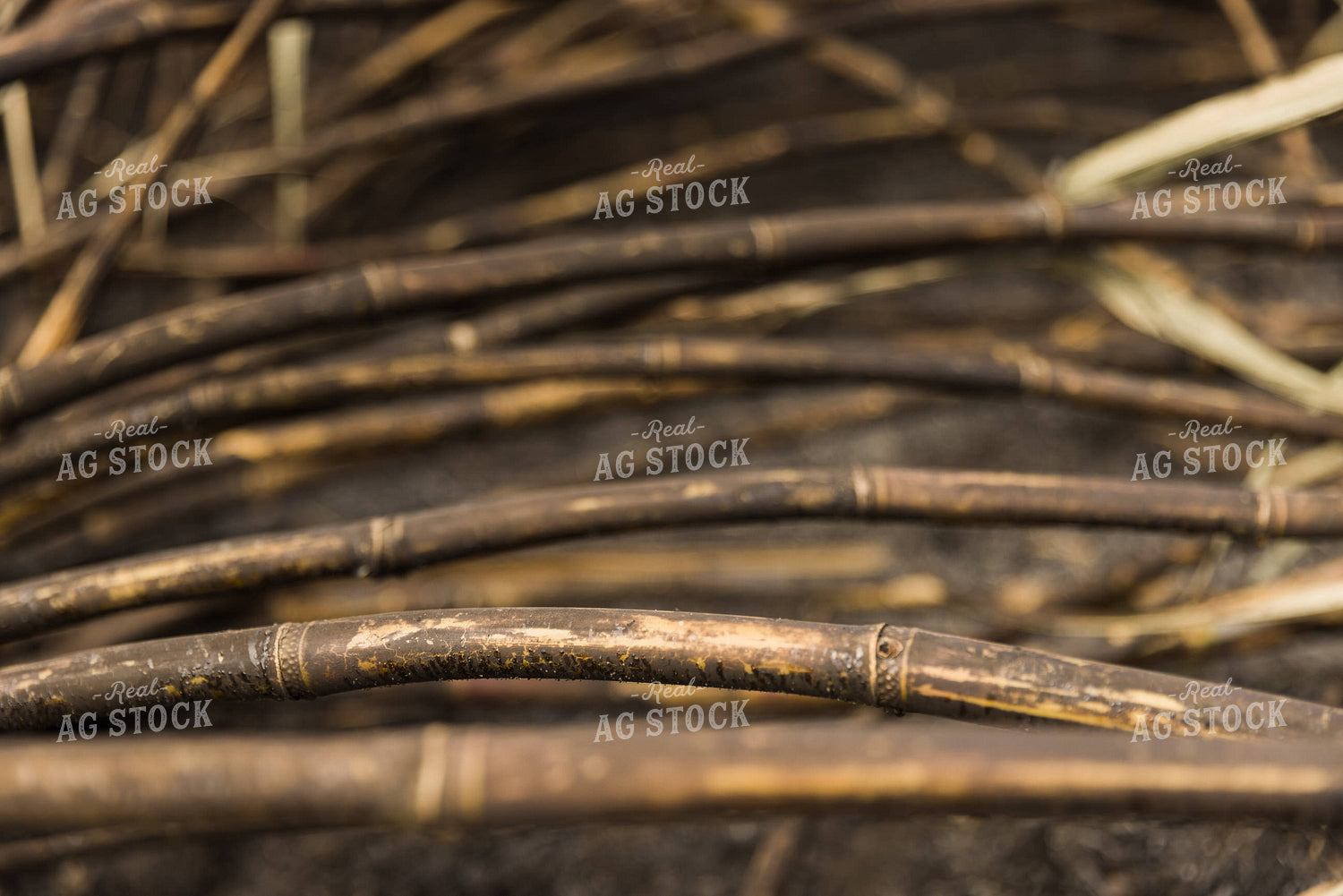 Burnt Sugar Cane Field for Harvest 7359