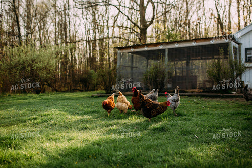 Chickens 169074