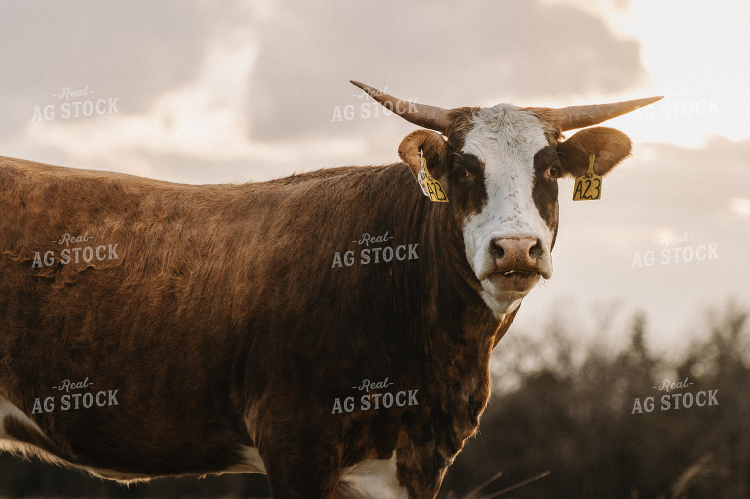 Cattle on Pasture 301021