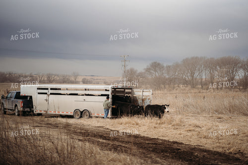 Unloading Cows on Pasture 196220