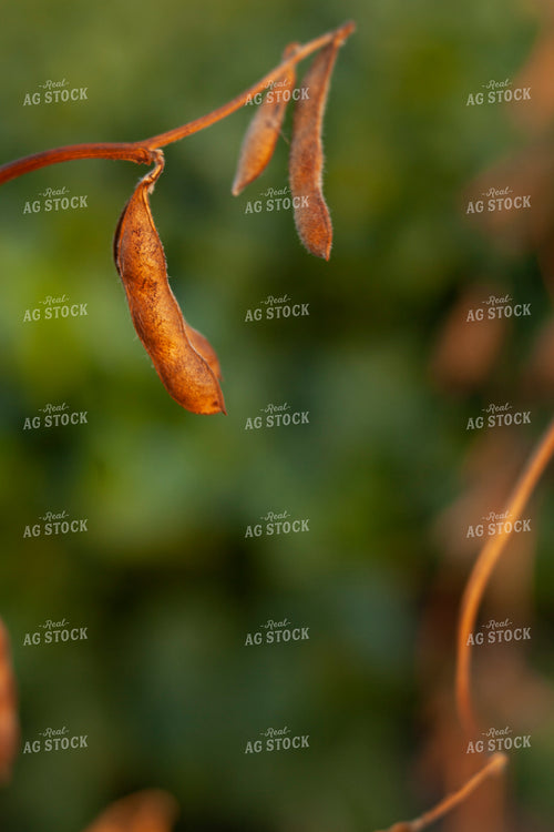 Soybeans - Dry 1585