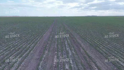 Midseason Wheat Field 239077