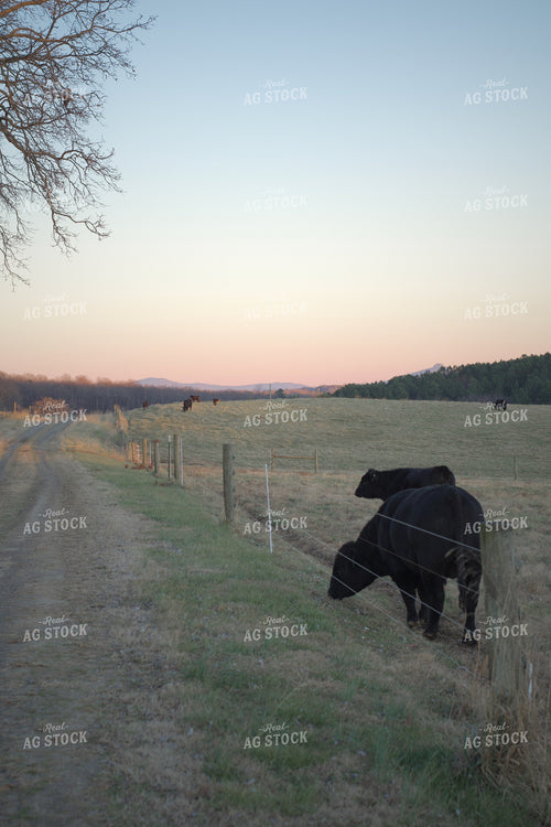 Black Angus Cattle 251117