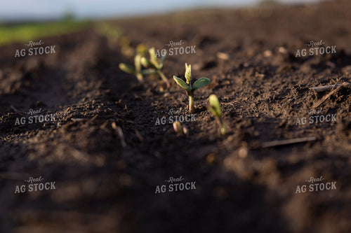 Soybeans - Early Growth 1397