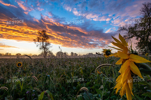 Cover Crop Field 168005