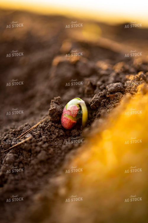 Soybean Emerges from Ground with Seed Coat Remaining 136018