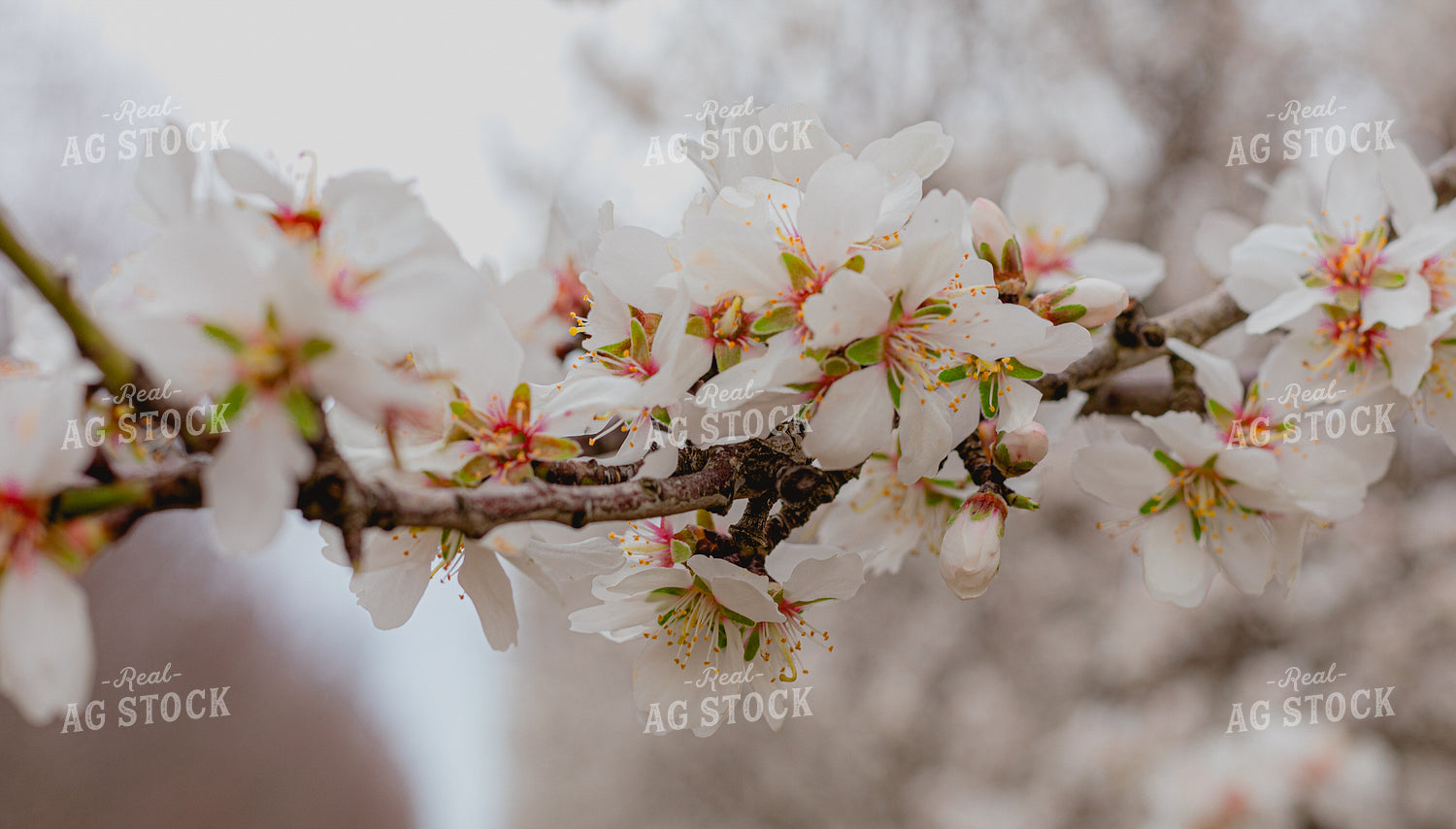 Almond Blooms 180004