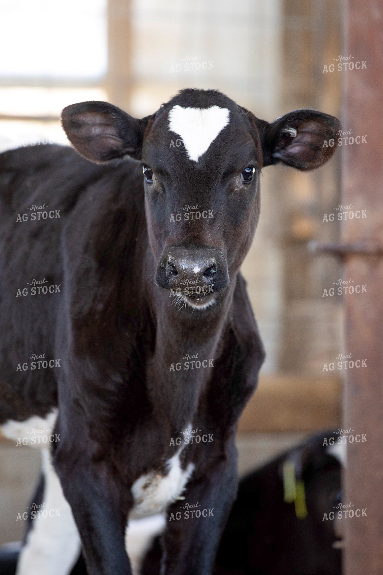 Holstein Calf 55270
