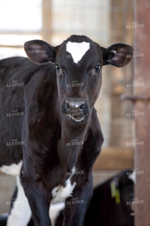 Holstein Calf 55270