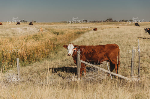 Cattle in Pasture 61112