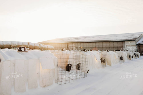 Holstein Calves in Hutches 152254