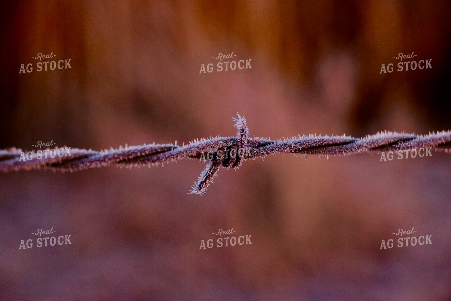 Frost on Barbed Wire Fence 299094