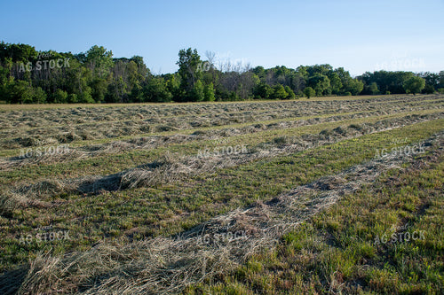 Cut Hay 50387