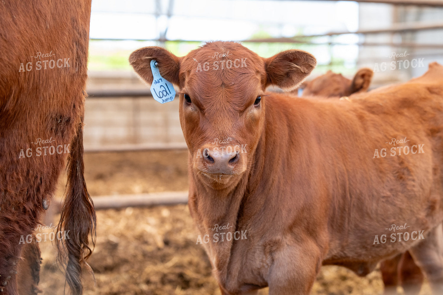 Red Angus Calf 193062