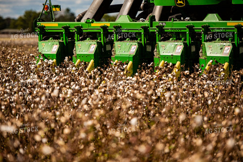 Cotton Harvest 136132